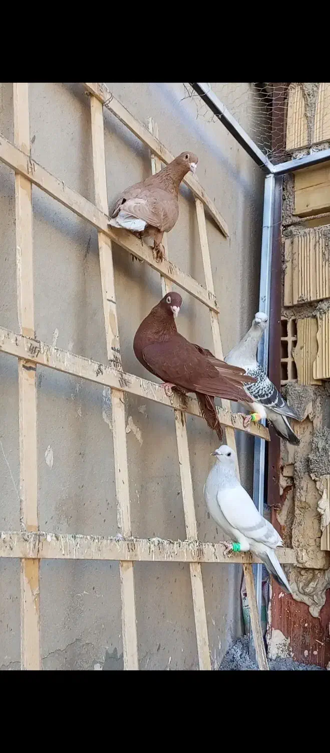 کفتر|پرنده|تربتحیدریه, نواب صفوی|دیوار