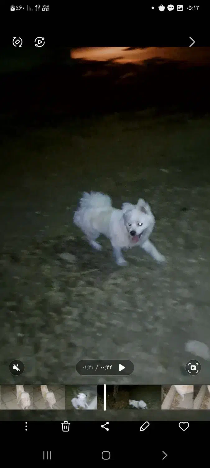 سگ گم شده|حیوانات|خرمآباد, |دیوار