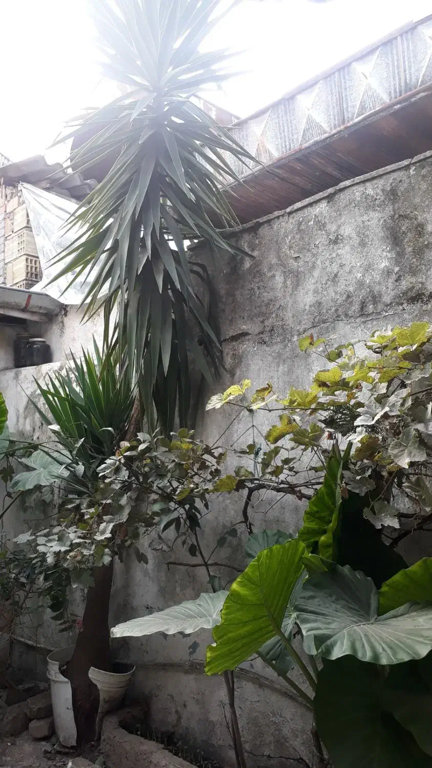 یوکای زیبا|گل و گیاه طبیعی|رشت, لاکان|دیوار