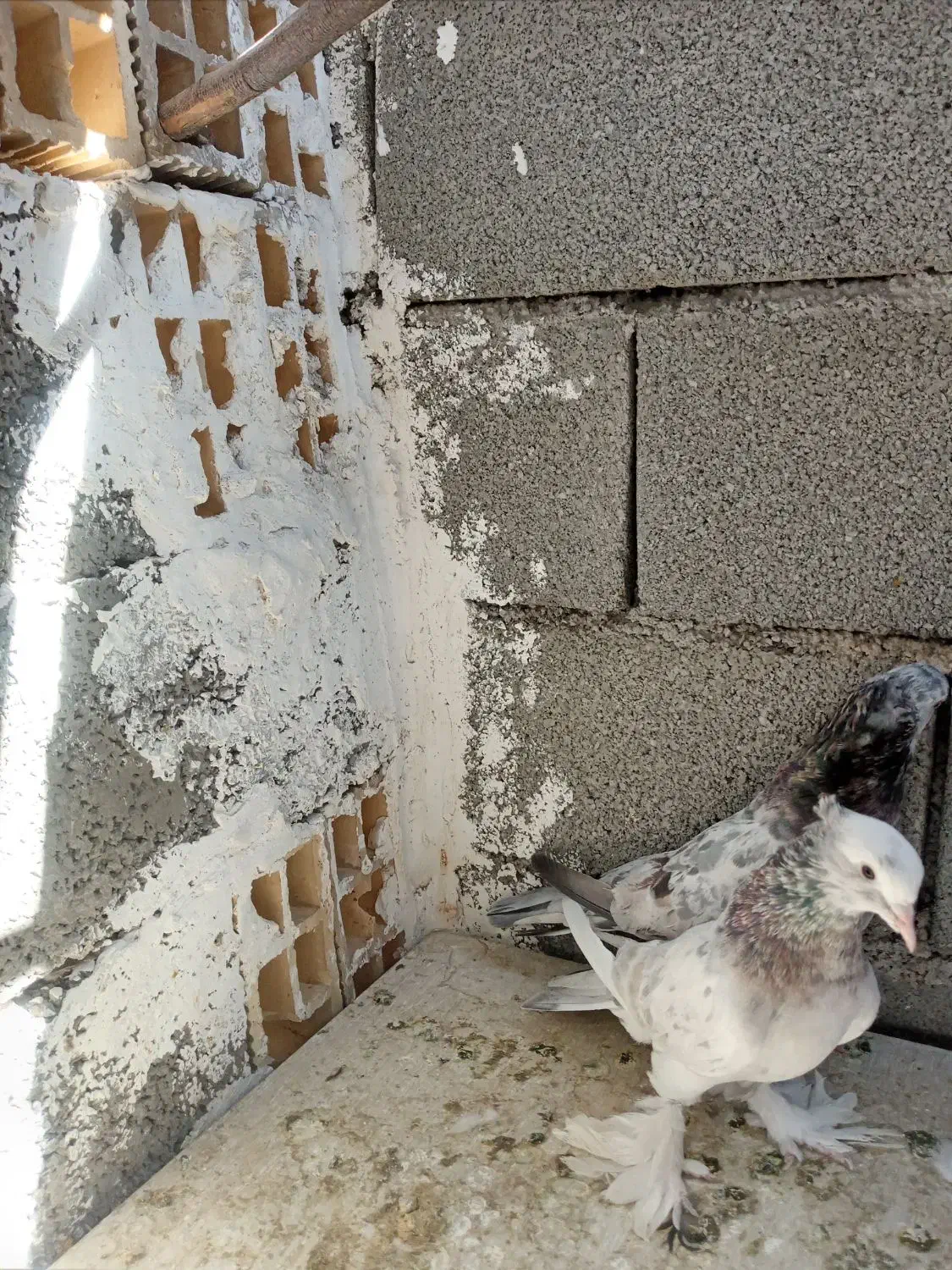 هما و سرکه ای دم سفید|پرنده|صباشهر, |دیوار