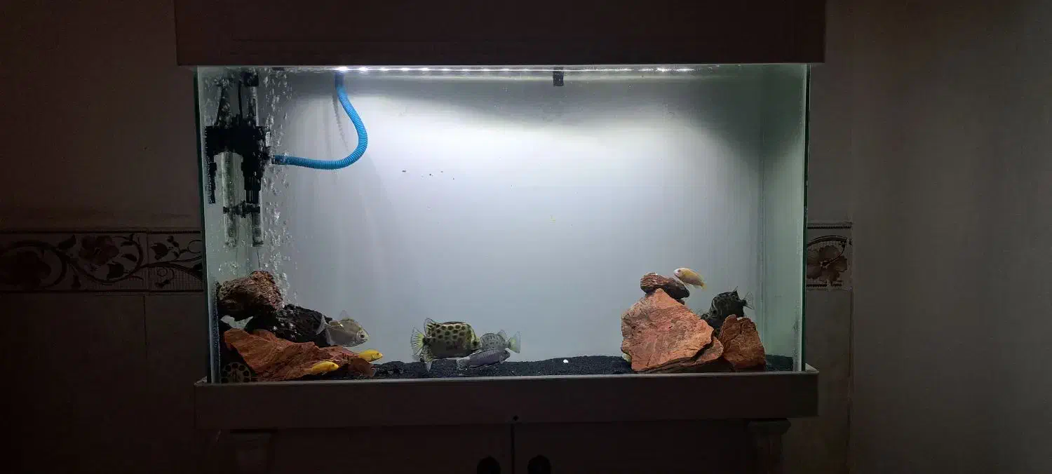 آکواریوم ۱ متر در ۸۰ در ۴۰|ماهی|اسلامشهر, زرافشان|دیوار