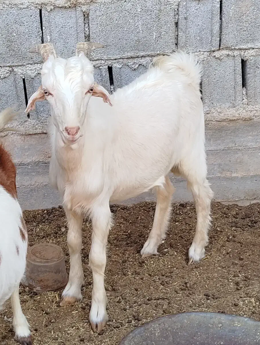 کهره نره|حیوانات مزرعه|برازجان, |دیوار