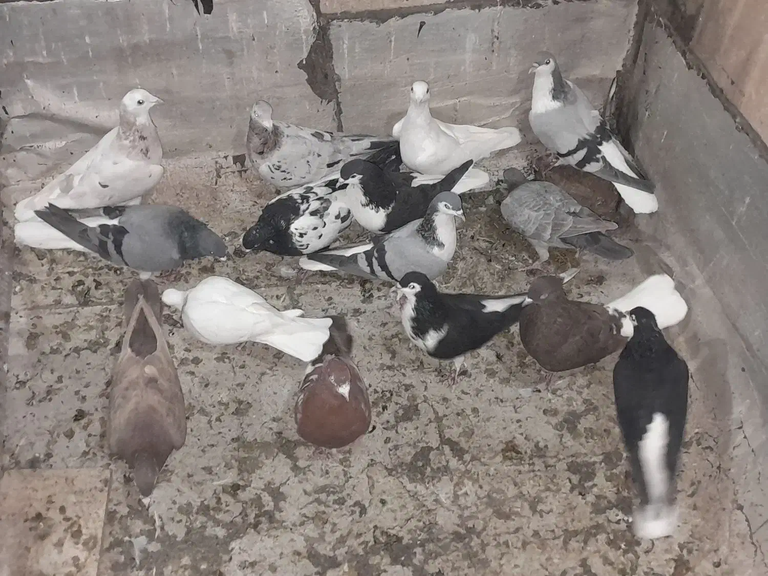 کبوتر رنگی گرفتنی|پرنده|قزوین, |دیوار