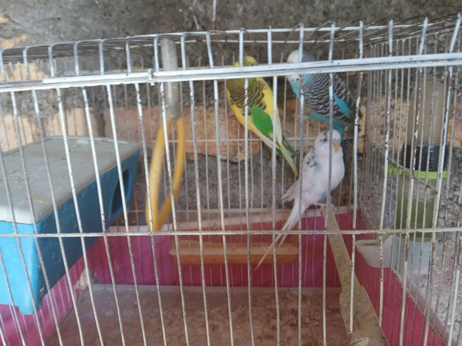 مرغ عشق|پرنده|یاسوج, |دیوار