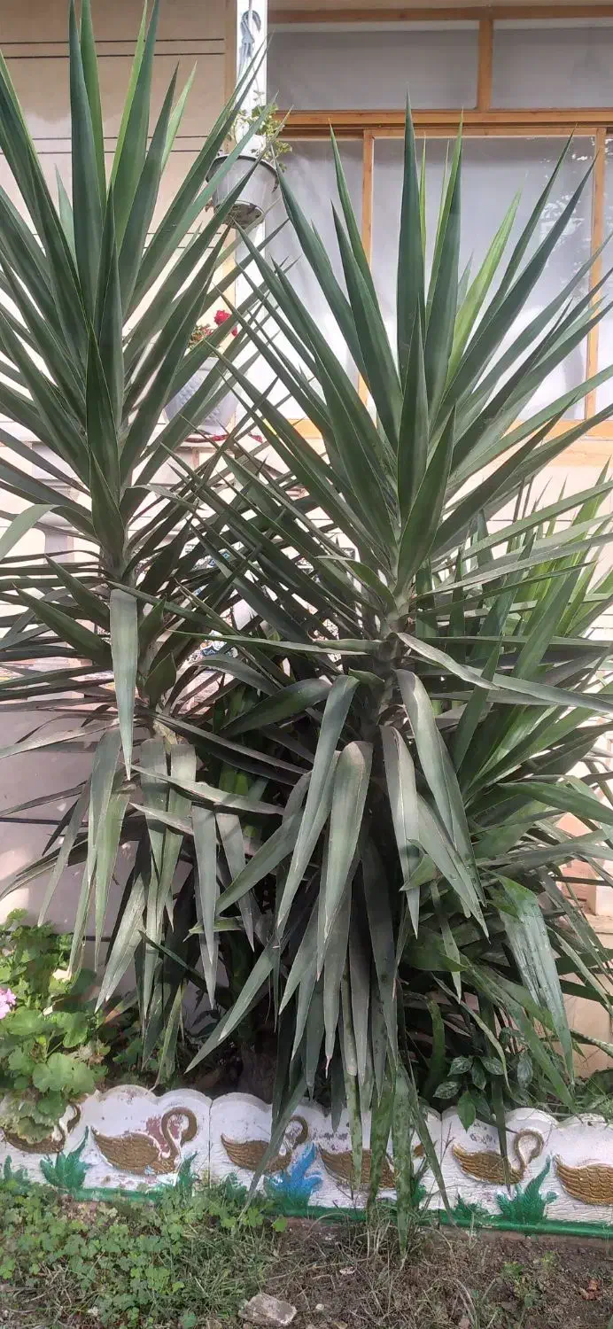 درختچه یوگا زیباوبلند|گل و گیاه طبیعی|پرهسر, |دیوار