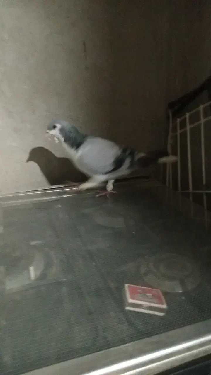 کبوتر|پرنده|محمدیه-قزوین, |دیوار