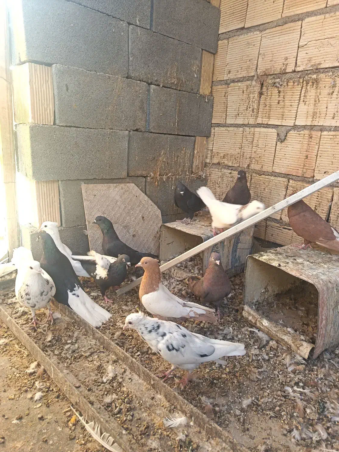 دسته کبوتر رنگی|پرنده|شهرضا, |دیوار