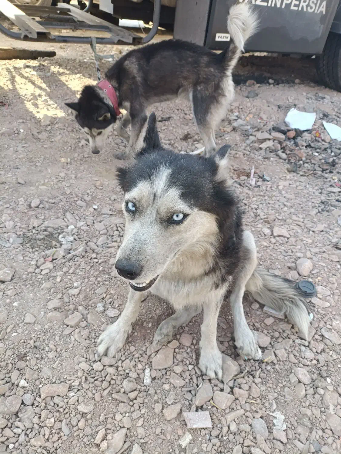 هاسکی جفت با توله|سگ|تهران, والفجر (افسریه)|دیوار