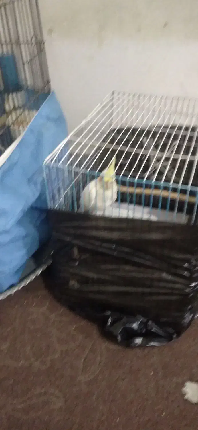 عروس هلندی|پرنده|تالش, هشتپر|دیوار