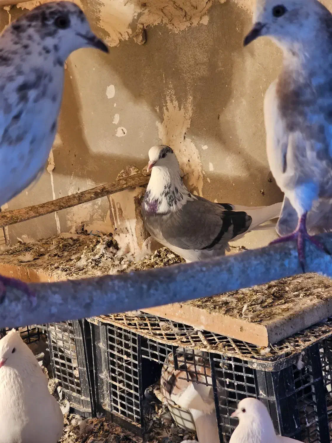 کبوتر|پرنده|خنداب, |دیوار