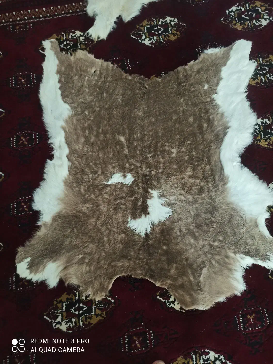 پوست گوسفند و گاو|صنایع دستی و سایر لوازم تزئینی|آق قلا, |دیوار