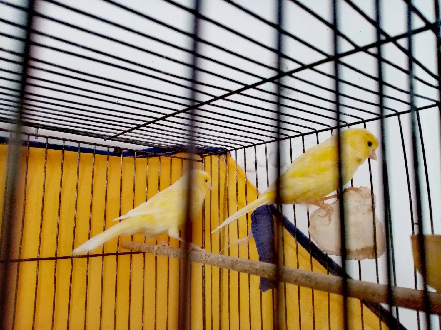 دو قناری ماده|پرنده|اسفراین, |دیوار