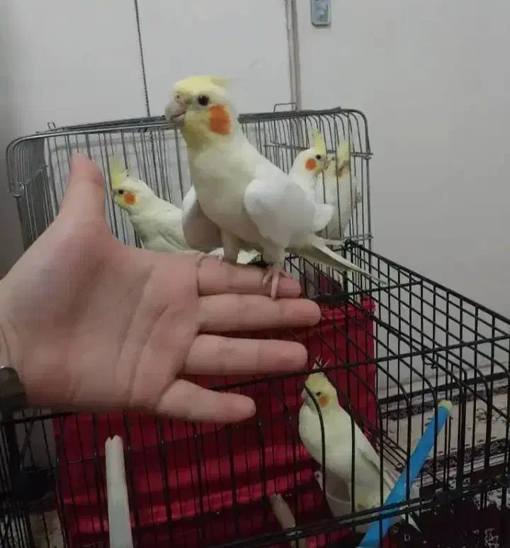 انواع عروس هلندی لوتینو|پرنده|اندیمشک, |دیوار