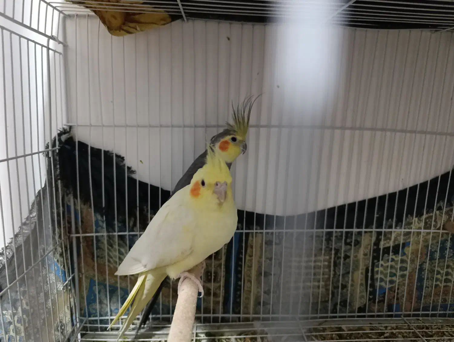 عروس هلندی|پرنده|نیشابور, مبارکه|دیوار