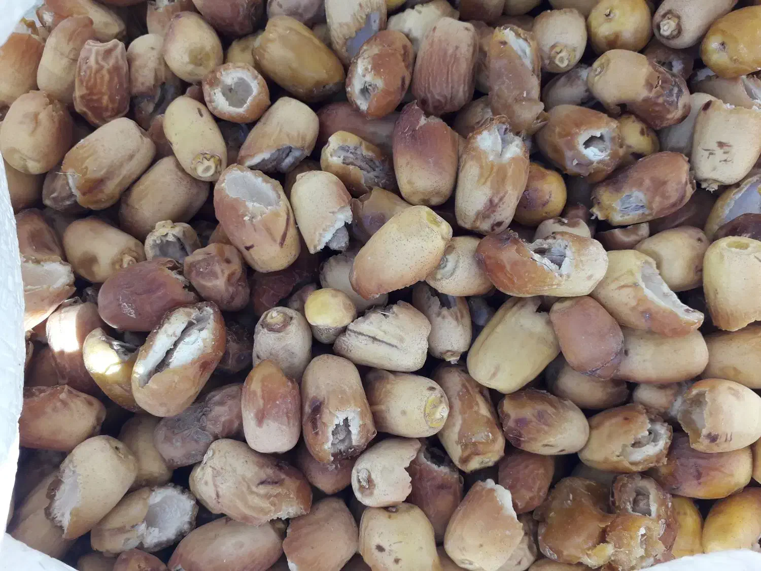 خرما زاهدی (زیری)  شکسته مخصوص دوشاو|خوردنی و آشامیدنی|ایوان, |دیوار