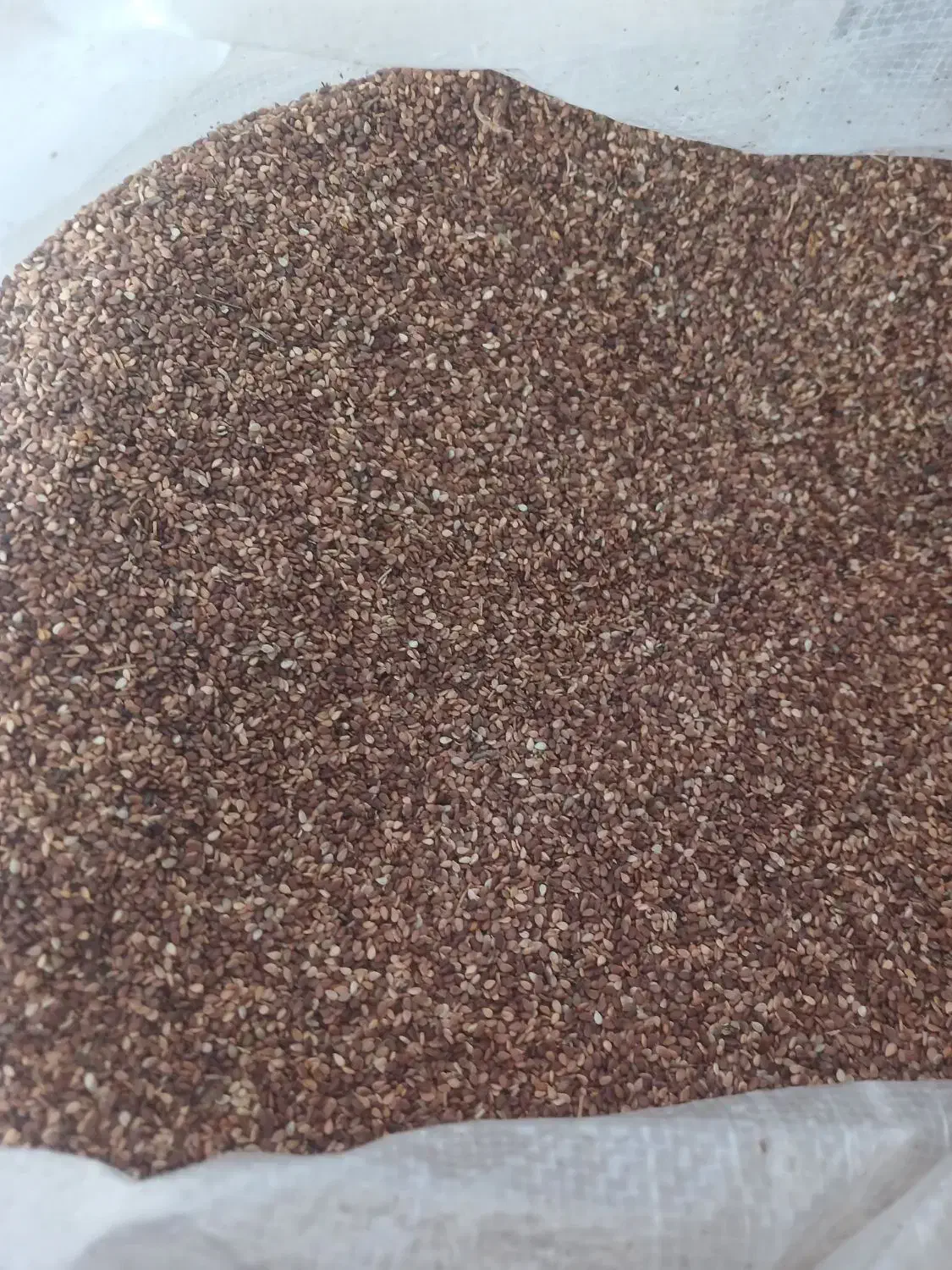 کنجد درجه یک|عمده‌فروشی|داراب, |دیوار