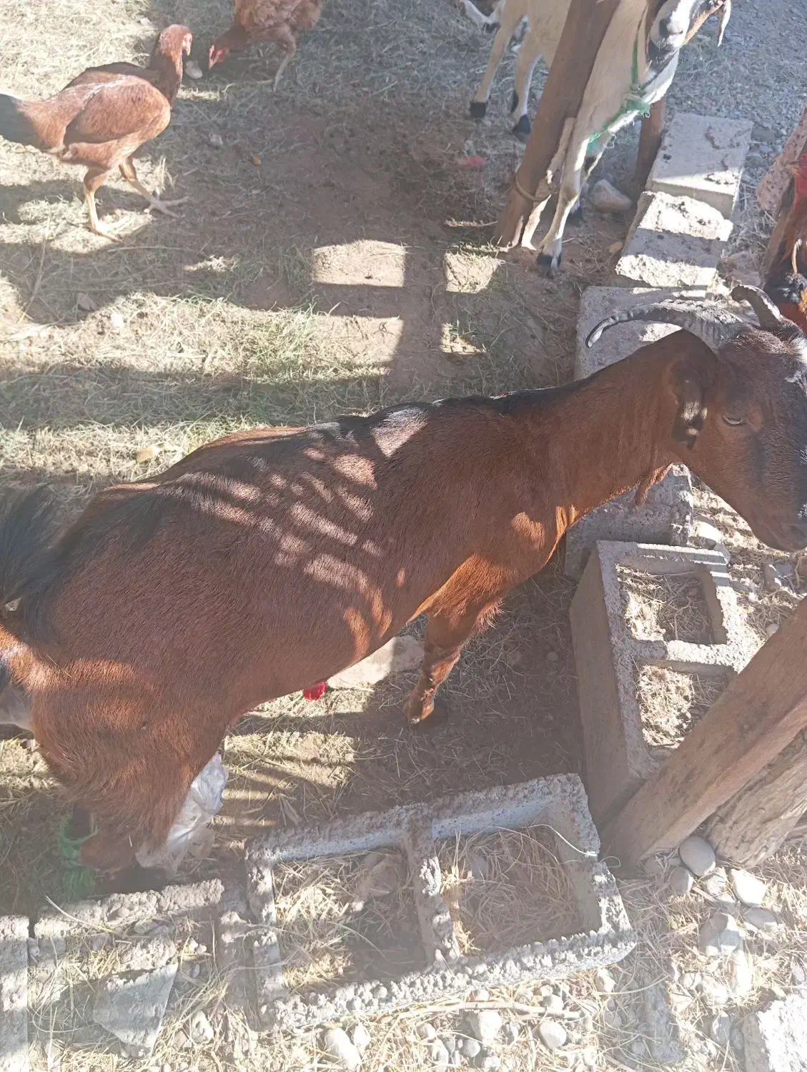 سلام  فروش دوعدد کهره چاق سروحال|حیوانات مزرعه|میناب, |دیوار