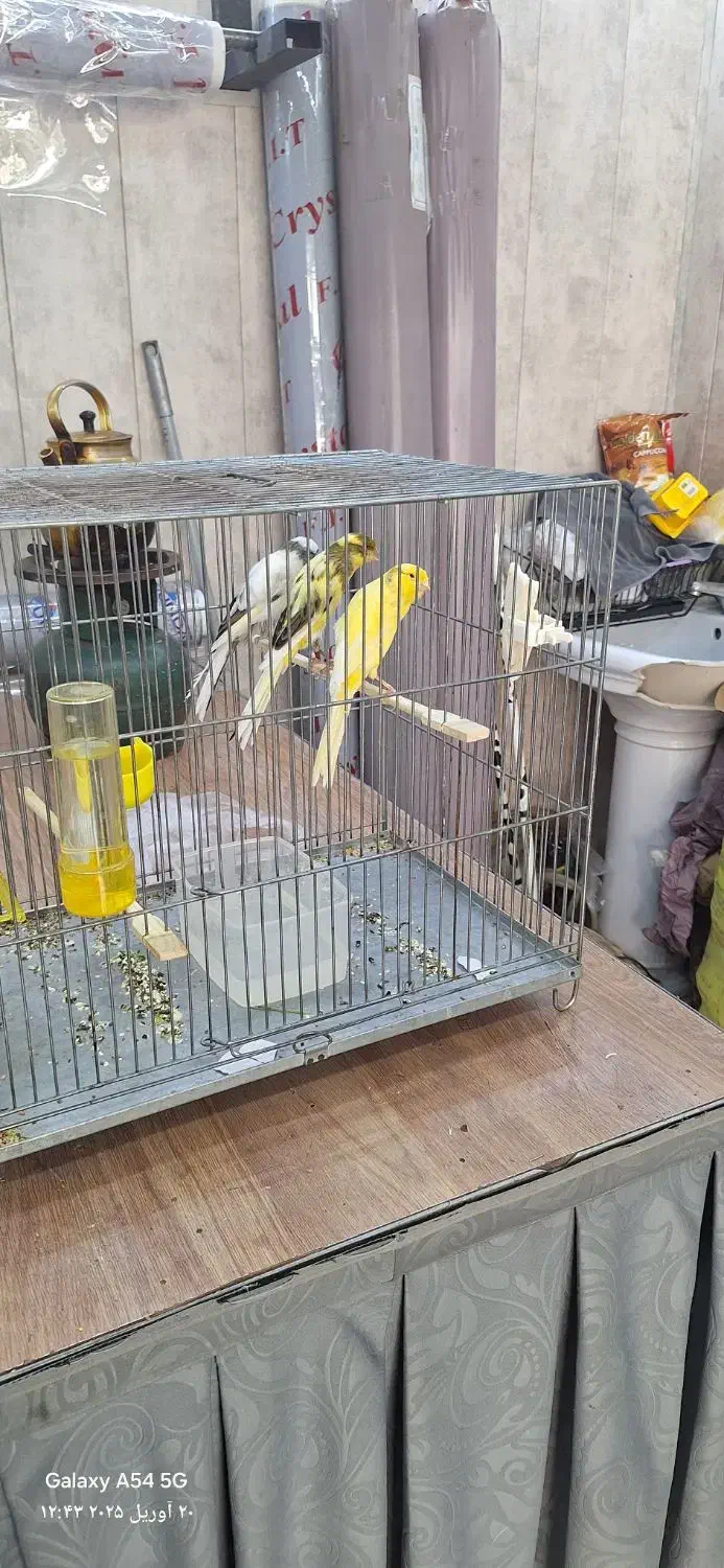 قناریهای رسمی بلند|پرنده|تهران, دهم فروردین|دیوار