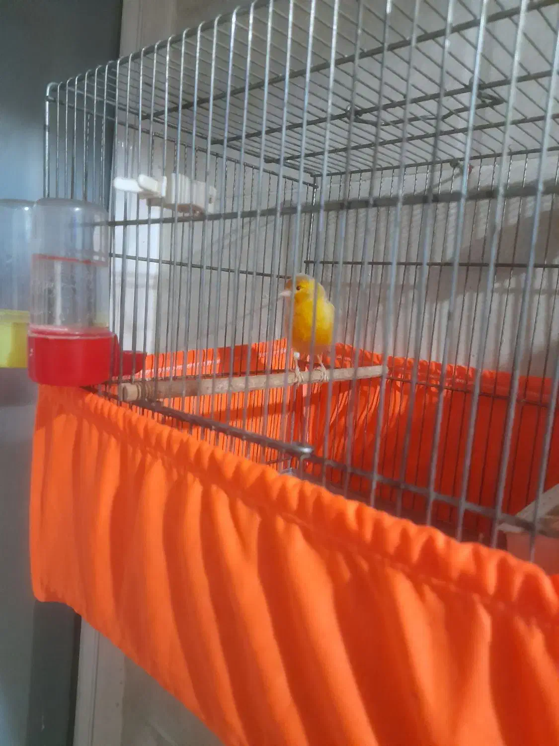 قناری نرقرص قرص|پرنده|پاکدشت, شهرک امام رضا|دیوار