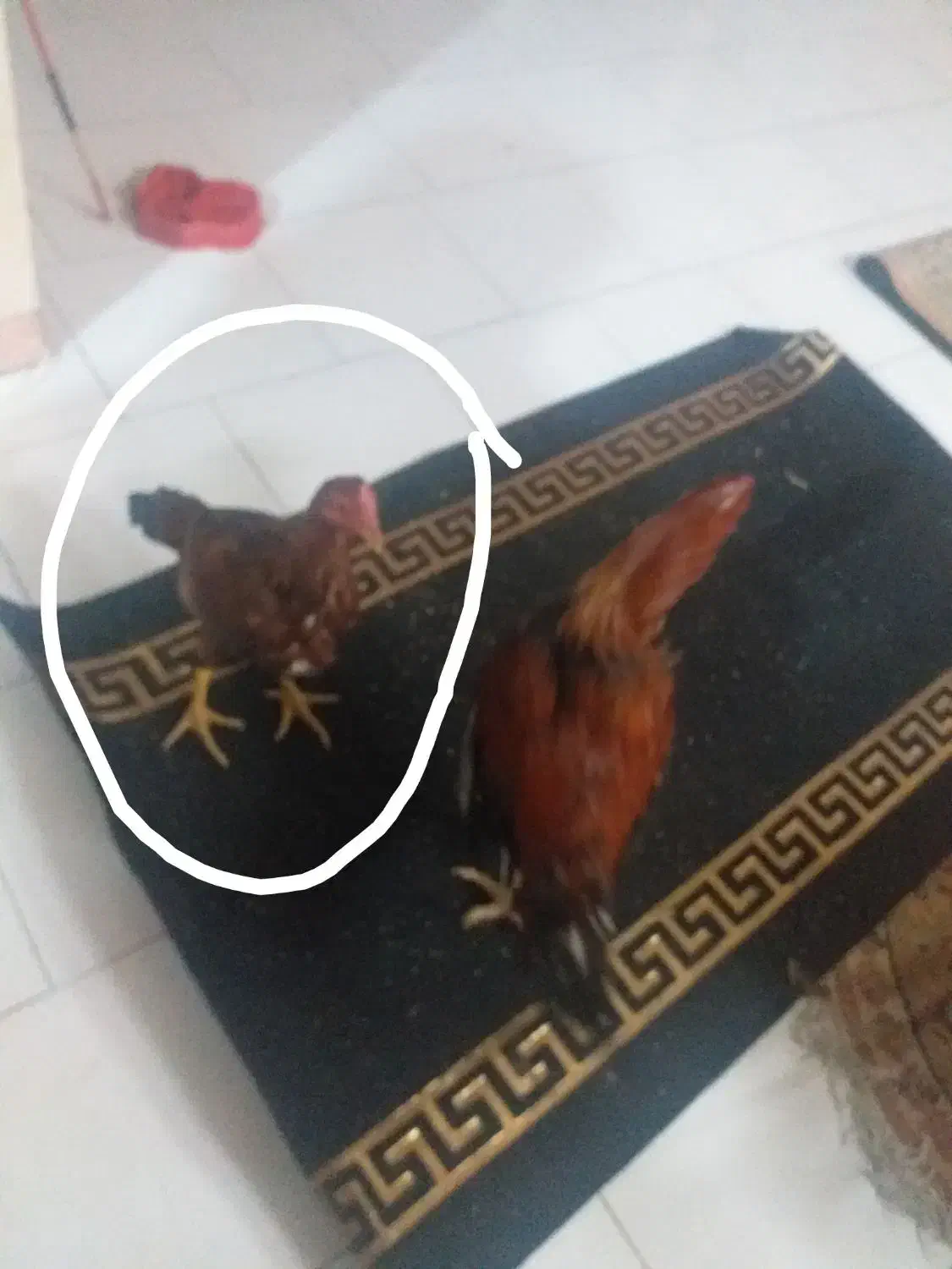 خروس لاری|حیوانات مزرعه|تهران, جوادیه|دیوار