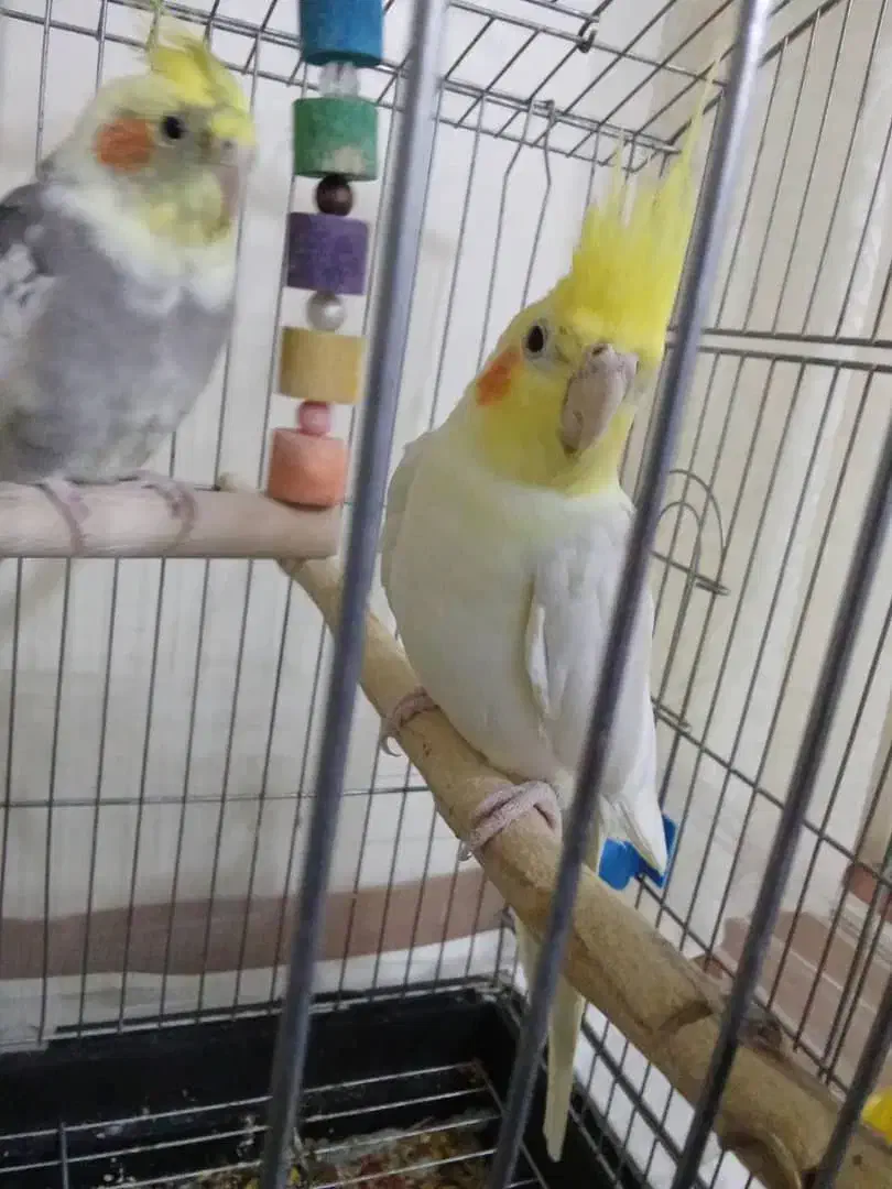 عروس هلندی|پرنده|اسدآباد, |دیوار