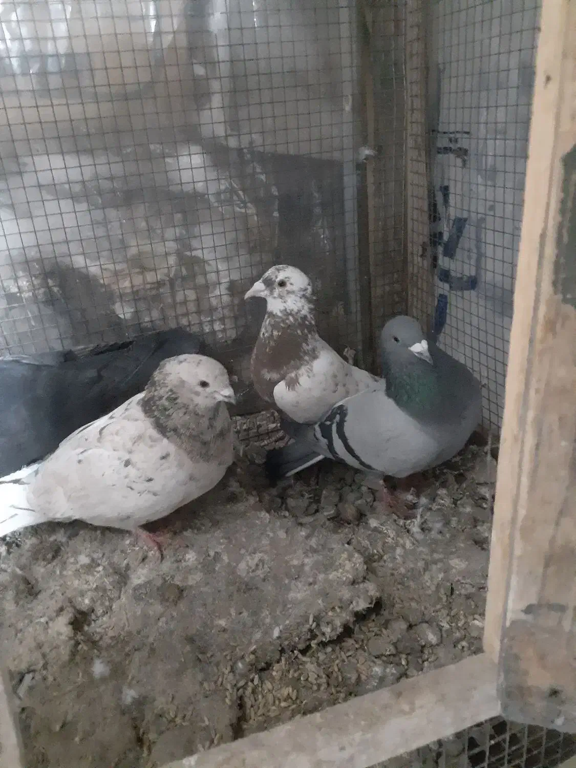 کفتر شهرستانی|پرنده|بومهن, |دیوار