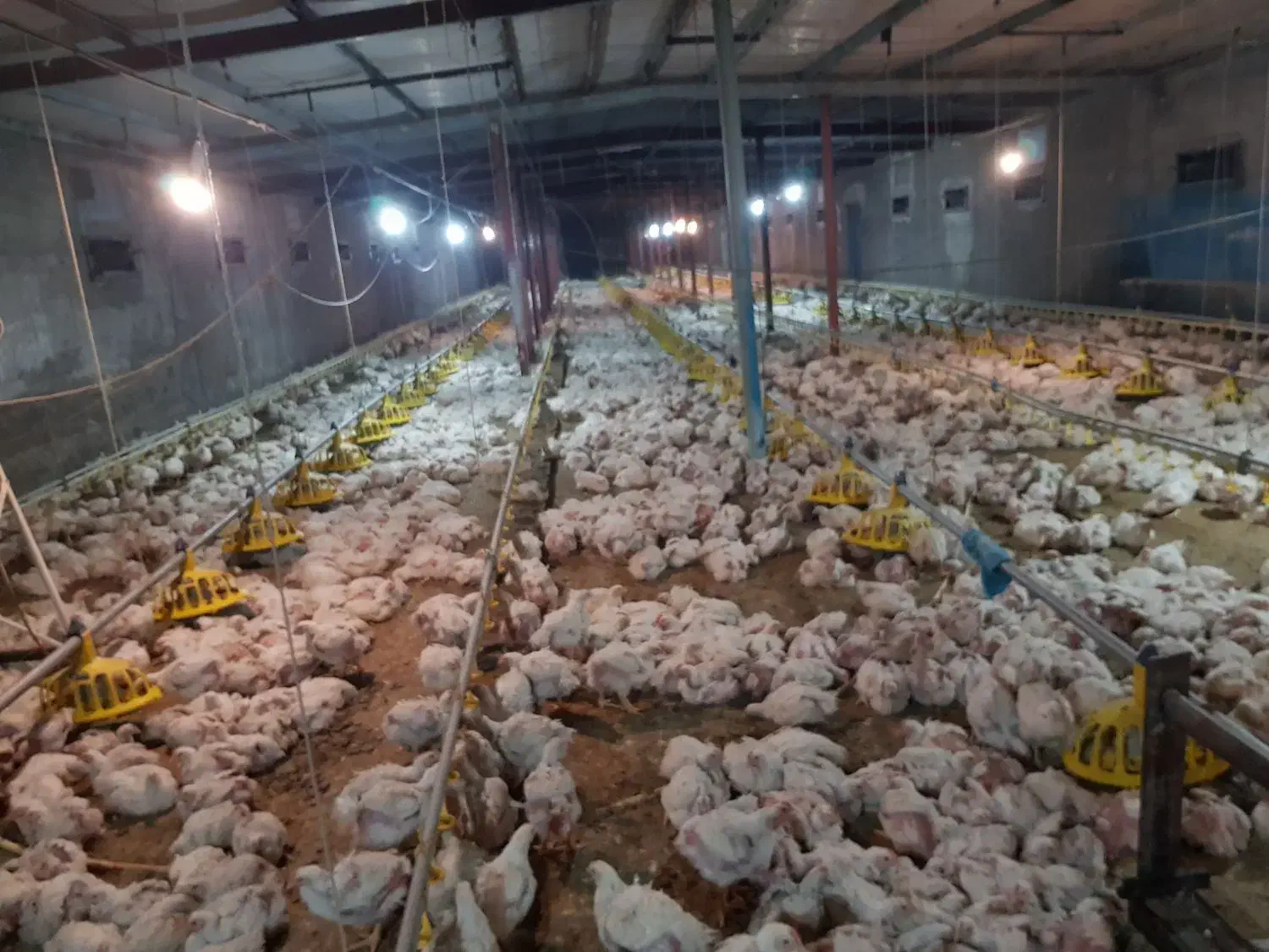 اجاره یک واحد مرغداری ۵۰،۰۰۰ قطعه ای|اجارهٔ دفتر صنعتی، کشاورزی، تجاری|کاشمر, |دیوار