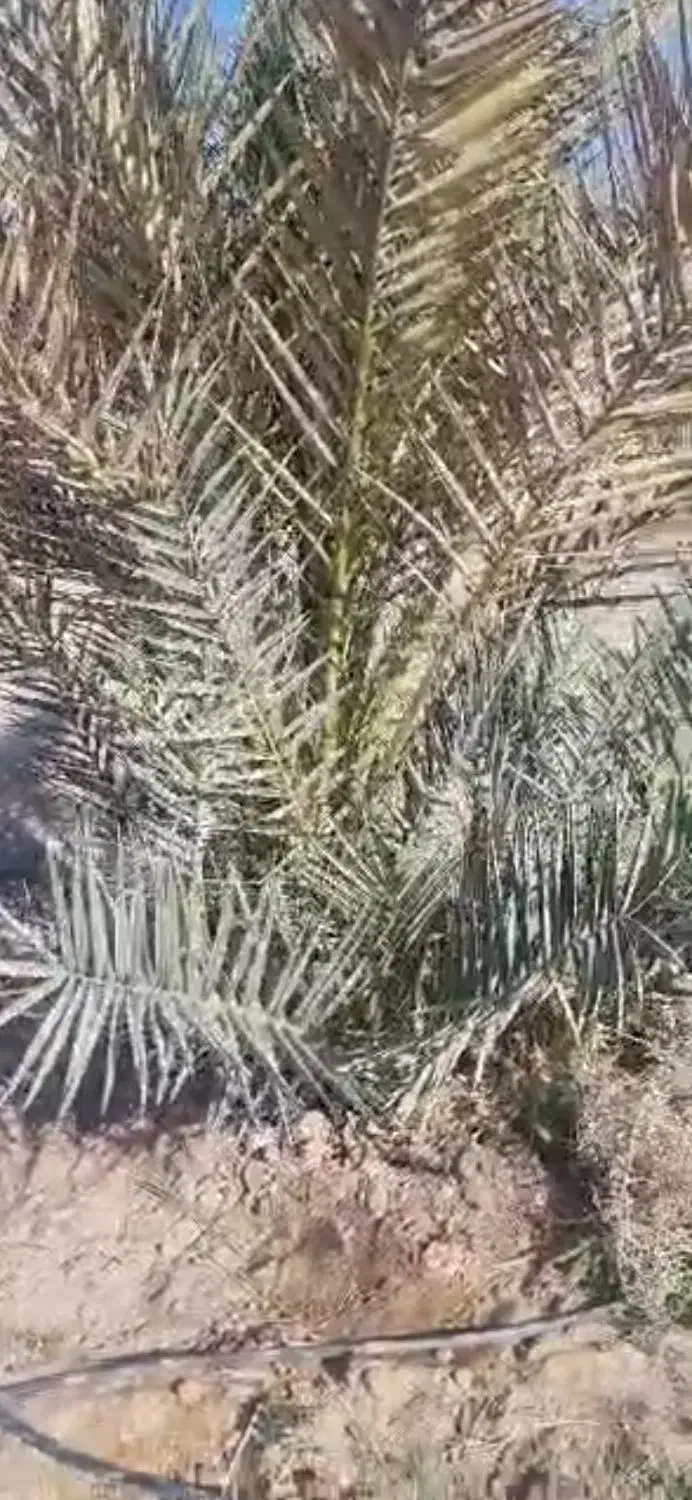 پیش نخل|عمدهفروشی|جهرم, |دیوار