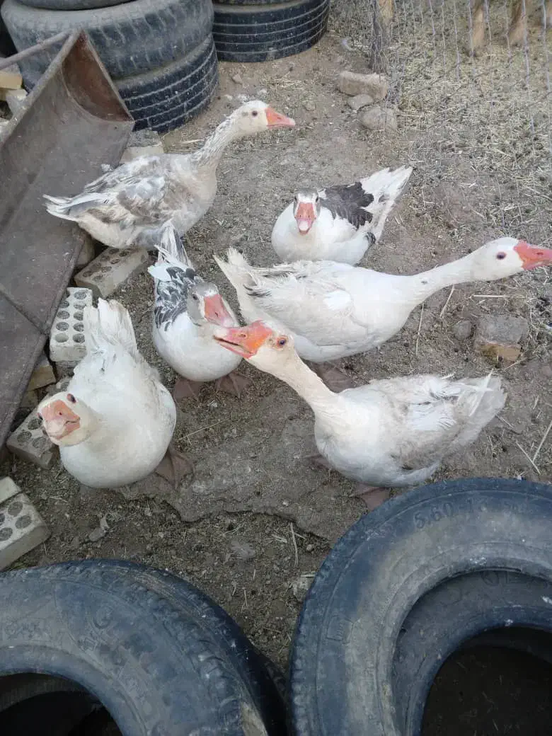 غاز|حیوانات مزرعه|فیروزآباد (لرستان), |دیوار