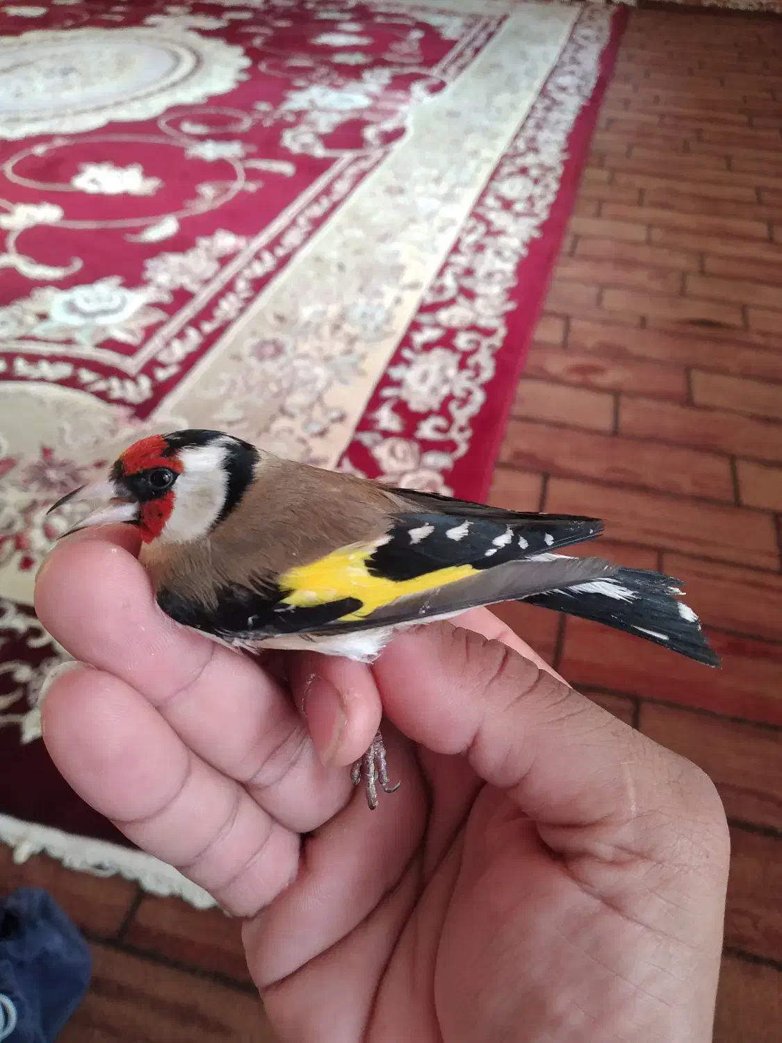 سیره عروسک|پرنده|سرپل ذهاب, |دیوار