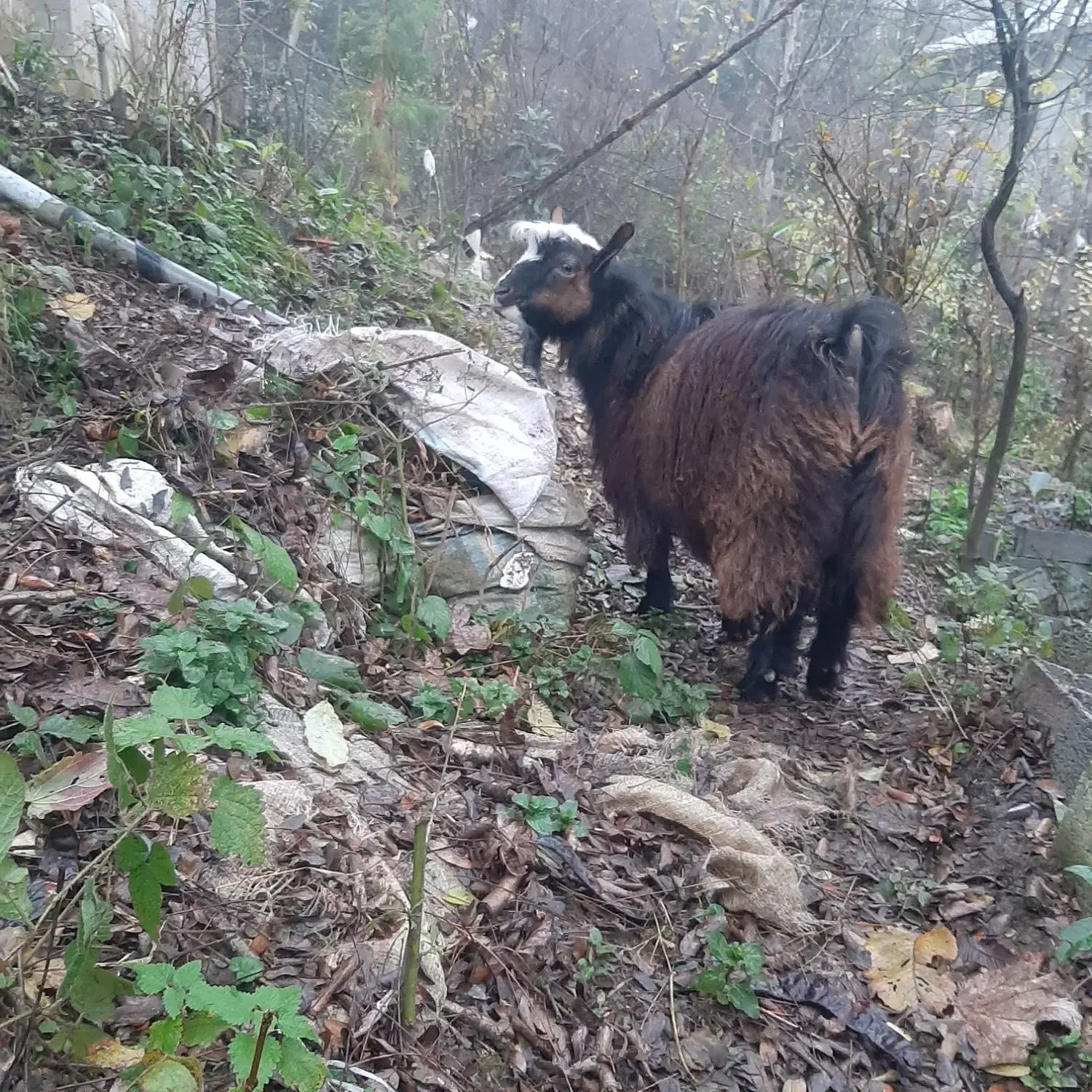 یک راس بز نر چاق سالم|حیوانات مزرعه|اطاقور, |دیوار