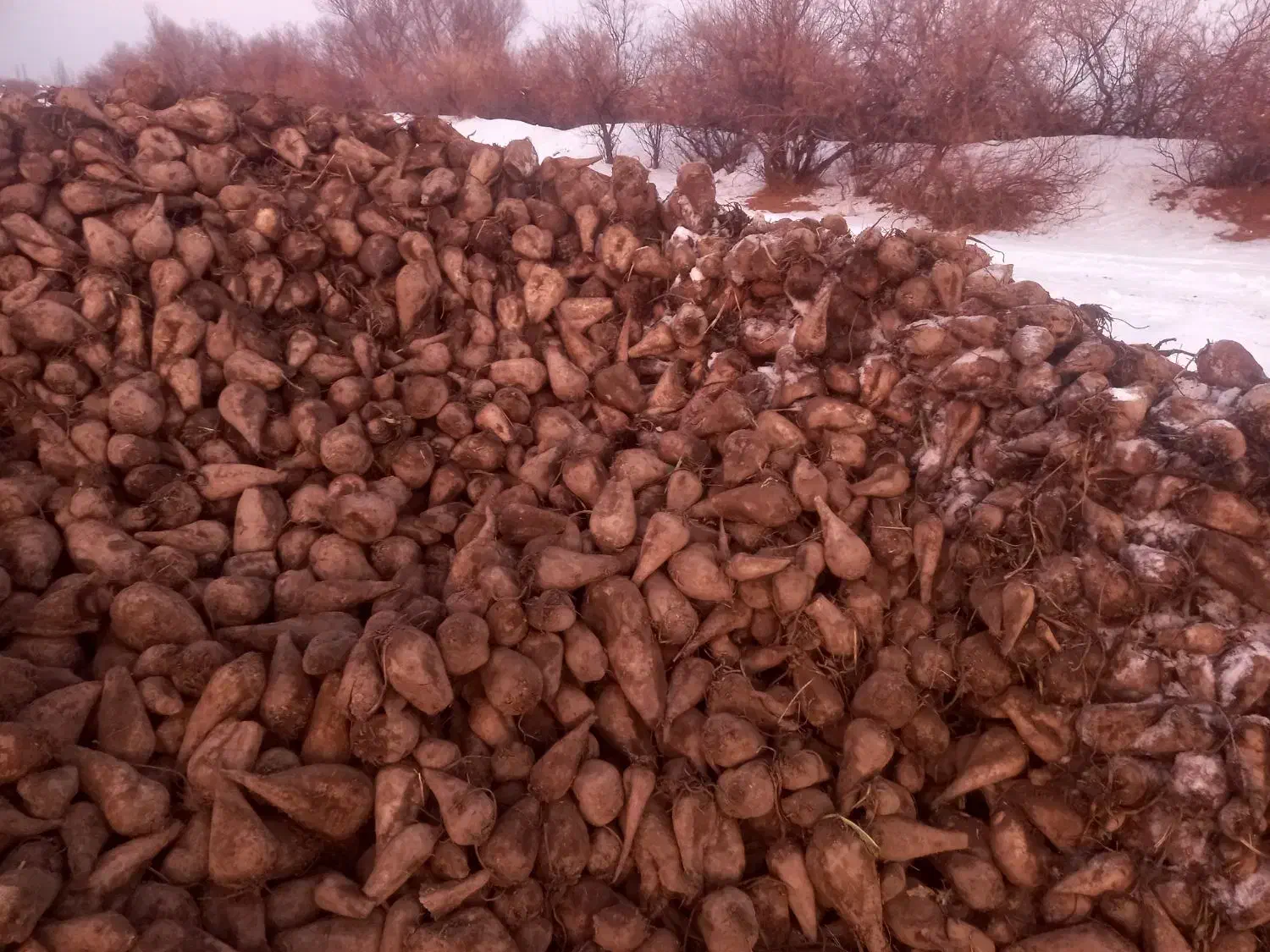 چغندر دامی|خوردنی و آشامیدنی|شوط, |دیوار