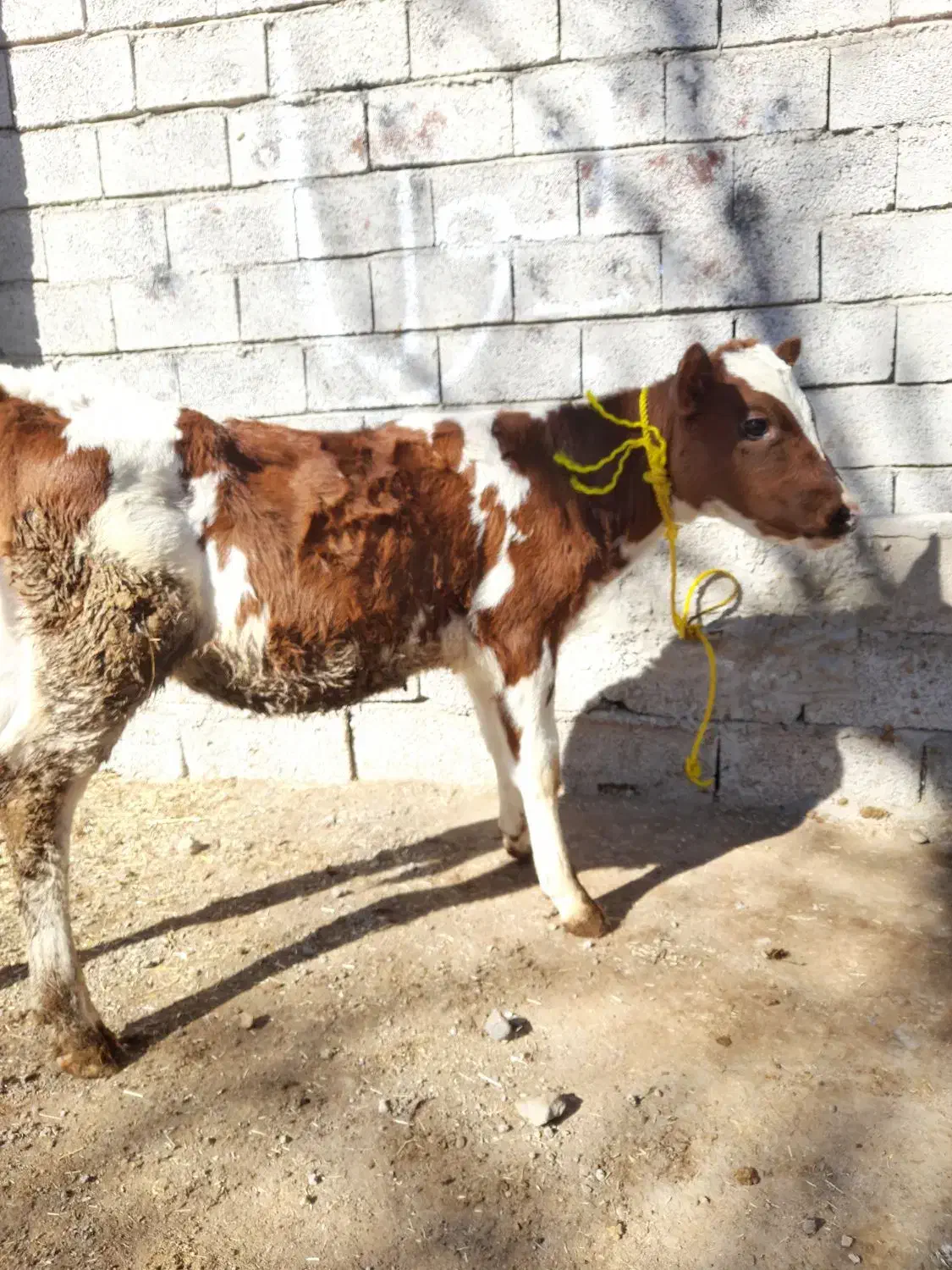 گاوشیری|حیوانات مزرعه|مشگین شهر, |دیوار