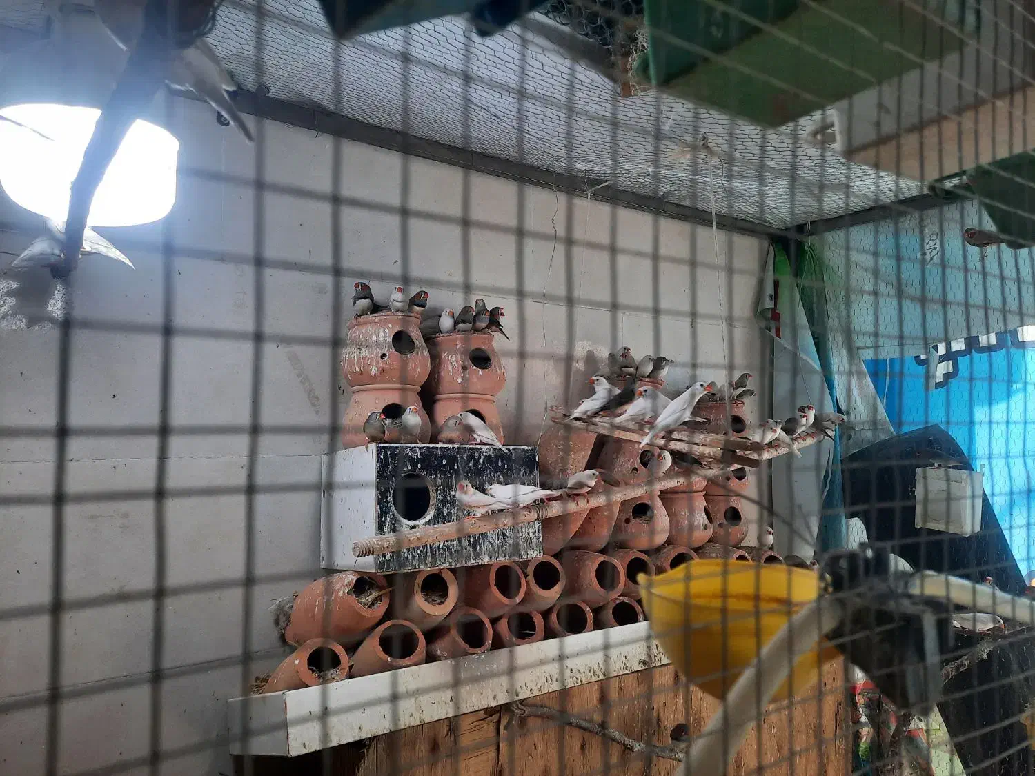 فنچ مولد|پرنده|بیرجند, |دیوار