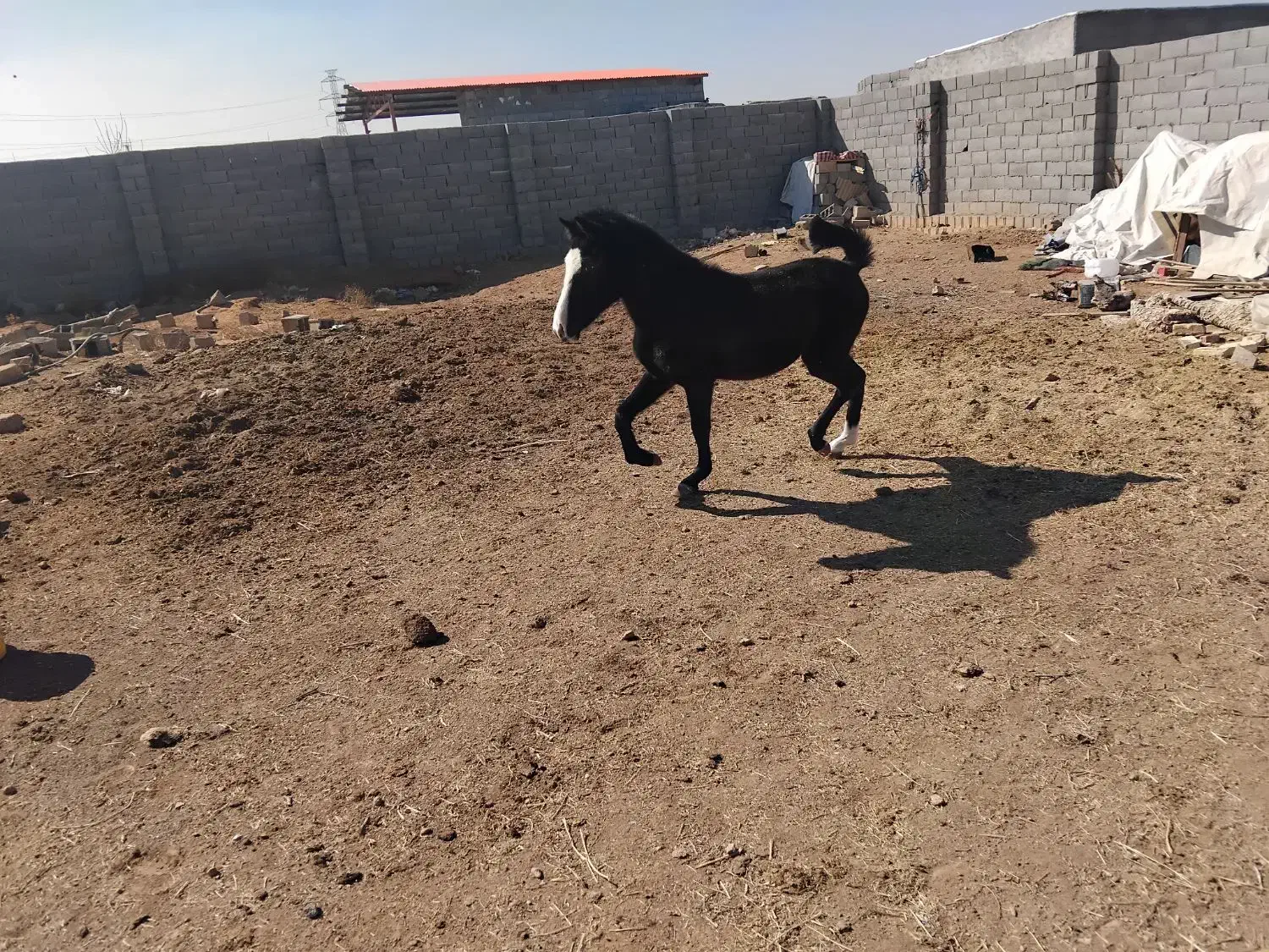 اسب نریون یکسال و نیمه|اسب و تجهیزات اسب‌سواری|مبارکه, |دیوار