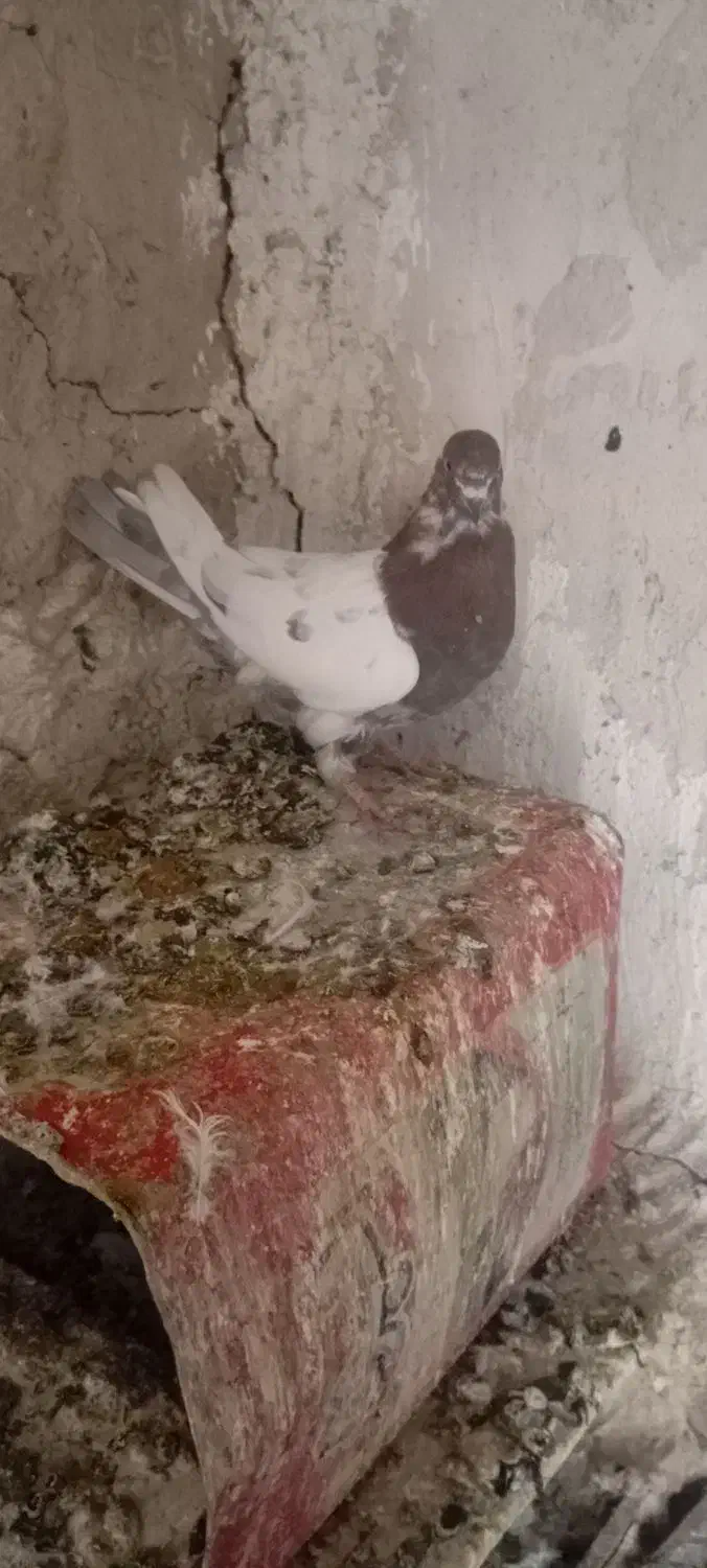 اوچان|پرنده|خرمدره, |دیوار