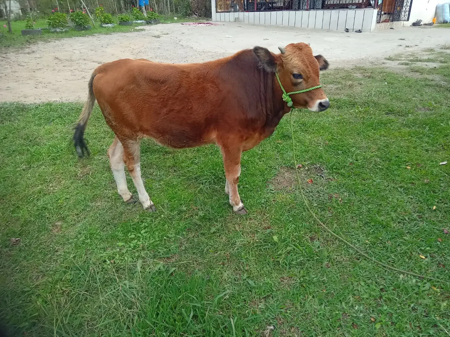 گوساله نر|حیوانات مزرعه|شاندرمن, |دیوار