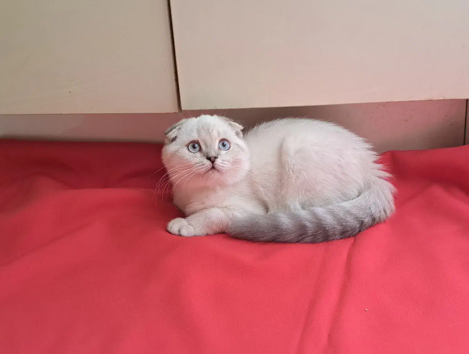 گربه چشم آبی|گربه|بندرعباس, |دیوار