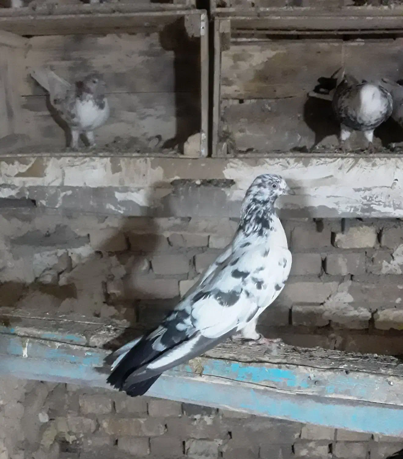 کفتر|پرنده|گیان, |دیوار