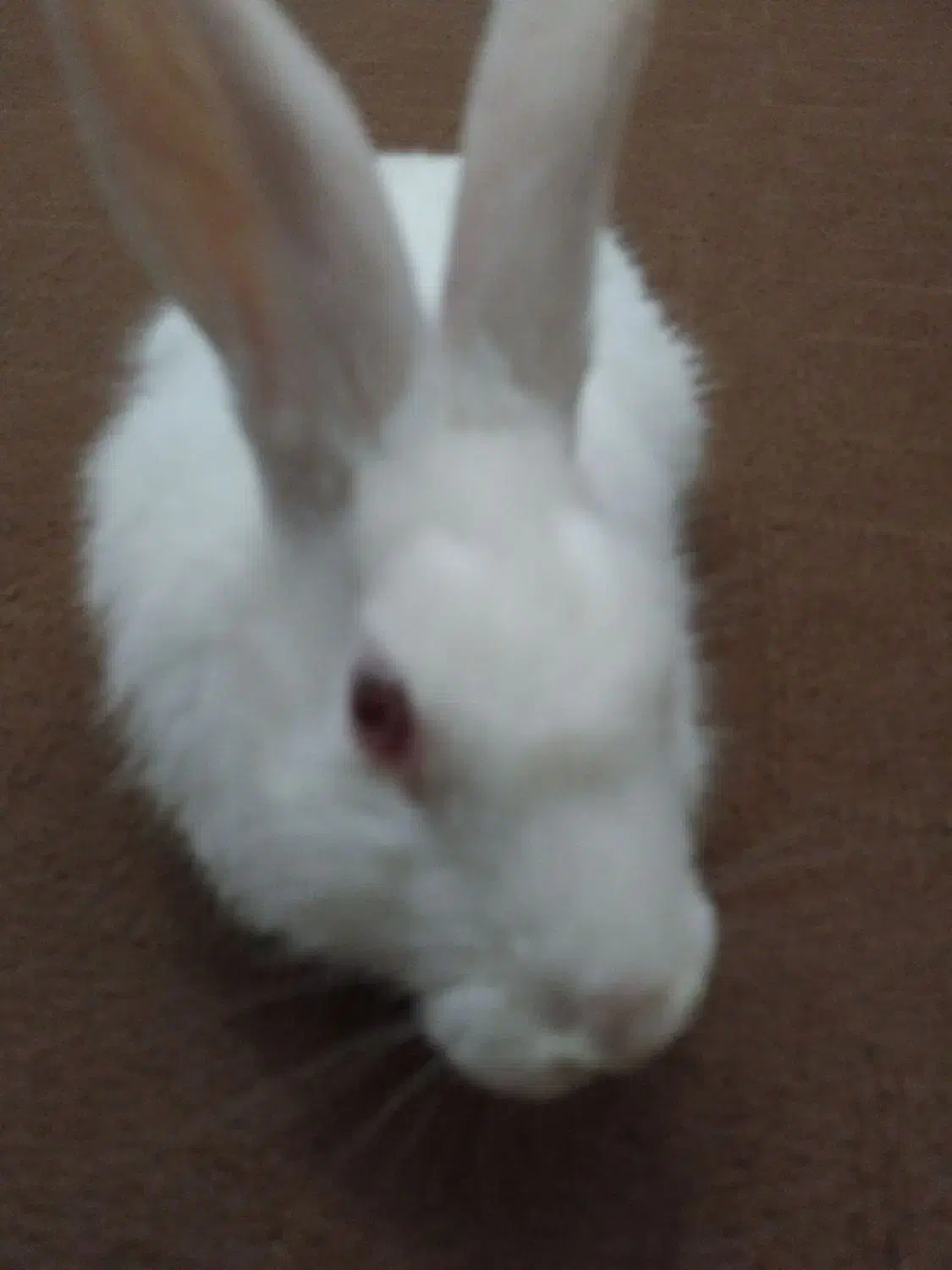 بچه خرگوش چش ابی|موش و خرگوش|تایباد, |دیوار