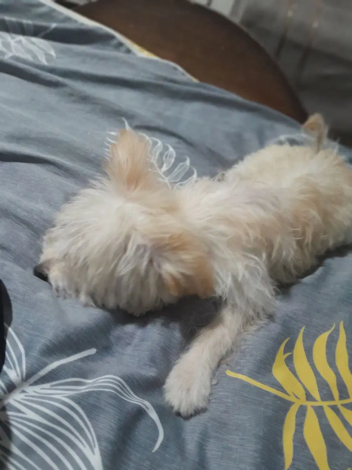 سگ پودل مالتیز|سگ|تهران, تهرانسر غربی|دیوار