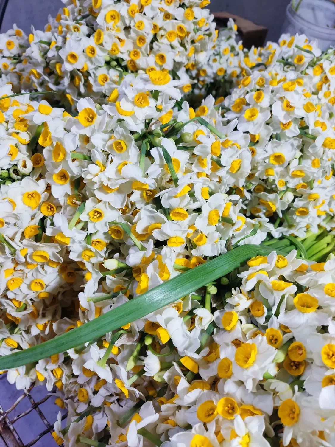 گل نرگس|گل و گیاه طبیعی|اصفهان, عباس‌آباد|دیوار