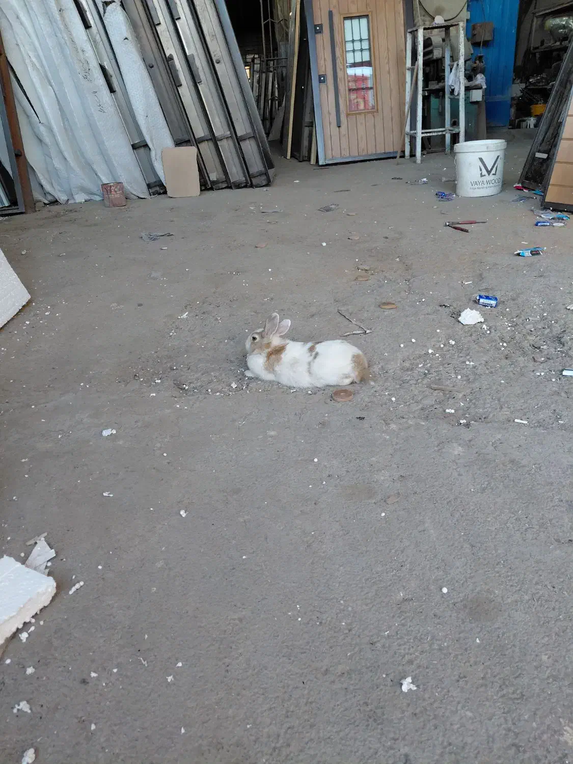 خرگوش اهلی|موش و خرگوش|خمینیشهر, |دیوار