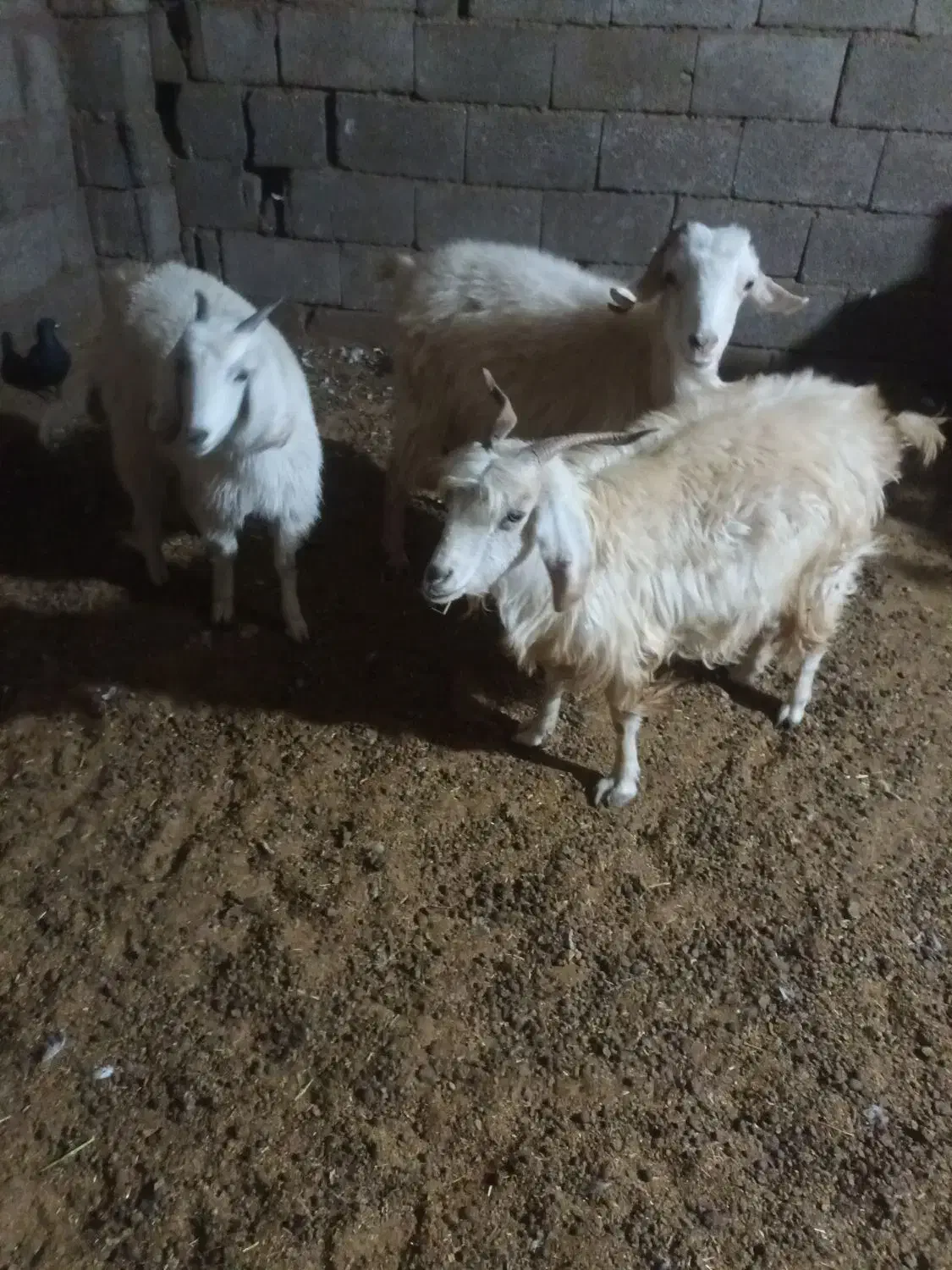 گیسه|حیوانات مزرعه|بافت, |دیوار