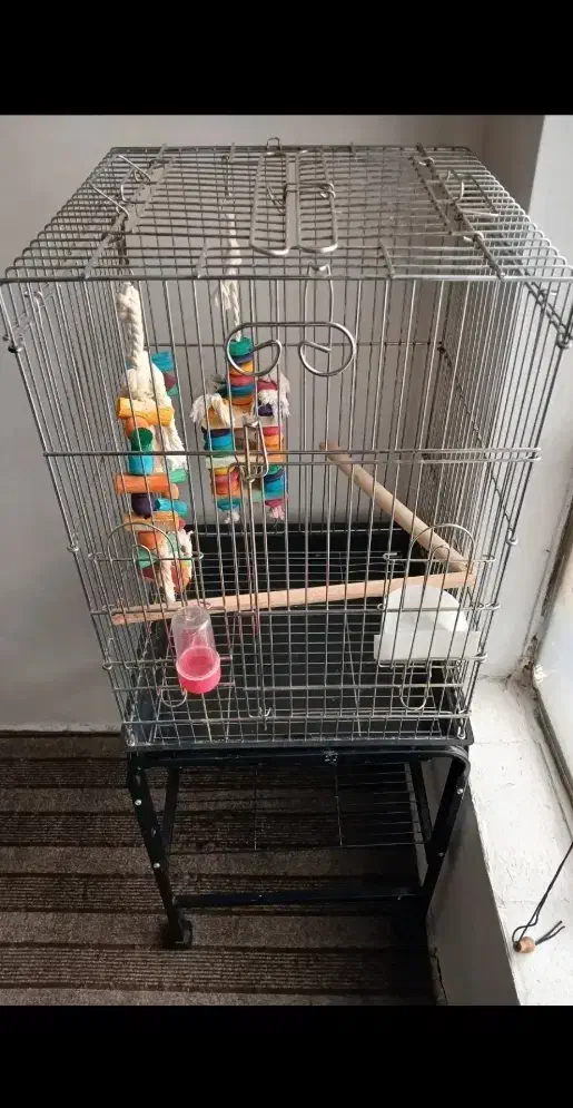 قفس کاسکویی صفر|لوازم جانبی حیوانات|سلماس, |دیوار