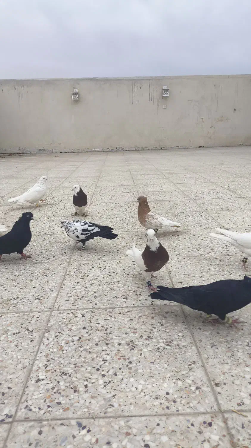 کفتر طوقی . زاغ . سفید پاک . کله سرخ|پرنده|خمینی‌شهر, |دیوار