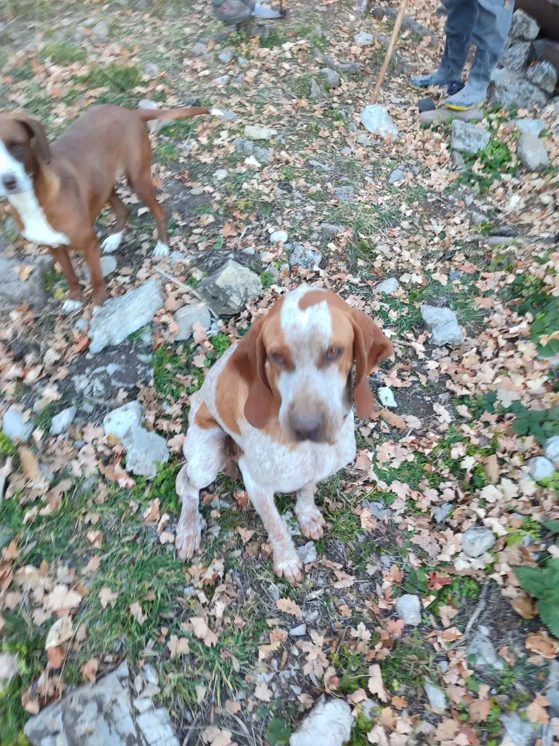 توله شکاری|سگ|گلی داغ, |دیوار