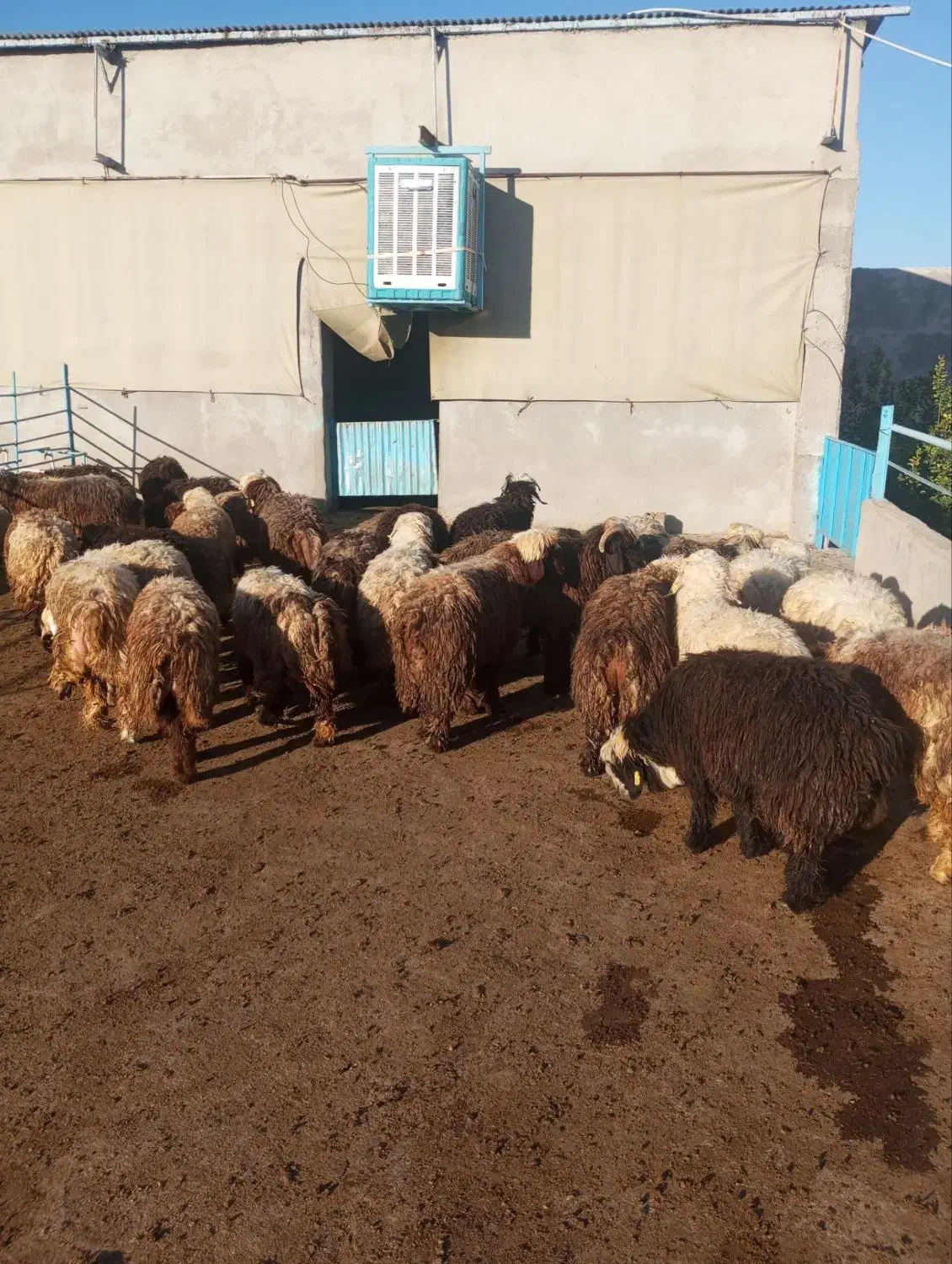 فروش بره|حیوانات مزرعه|دهدشت, |دیوار