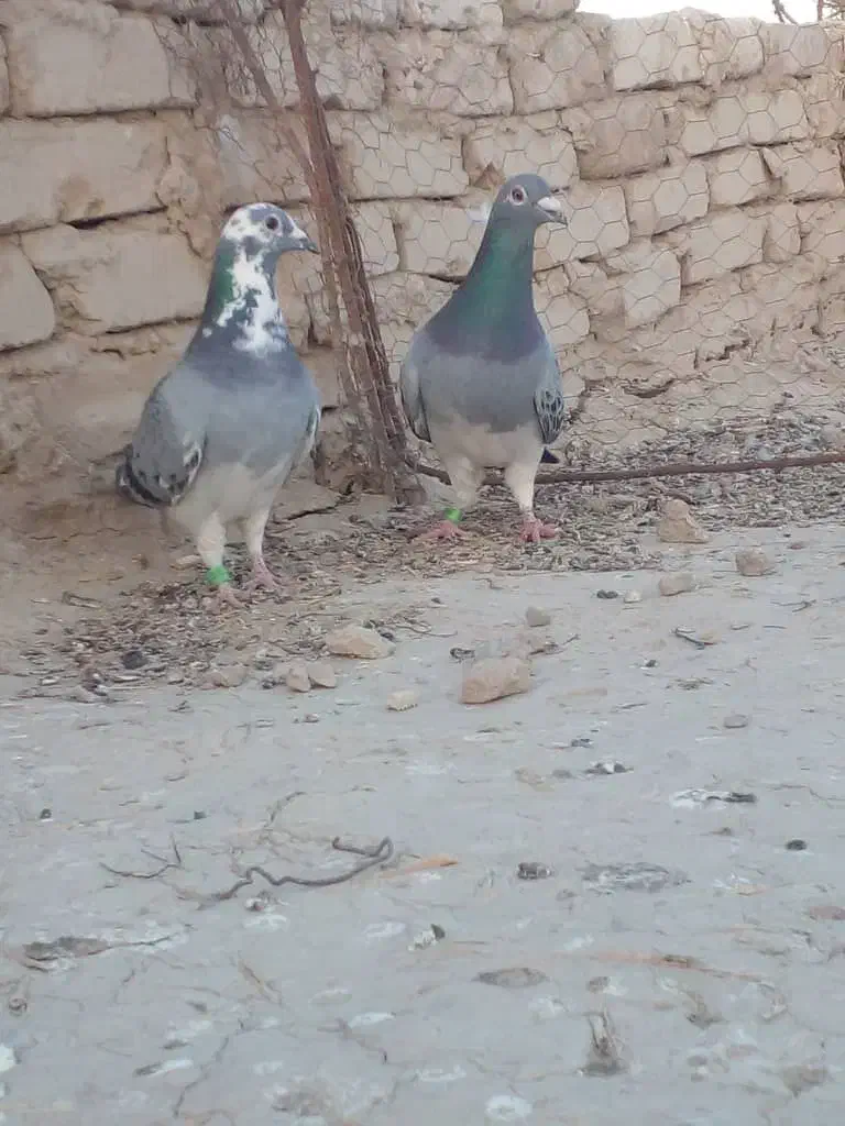 دو جفت مسافتی|پرنده|کرباسک, |دیوار