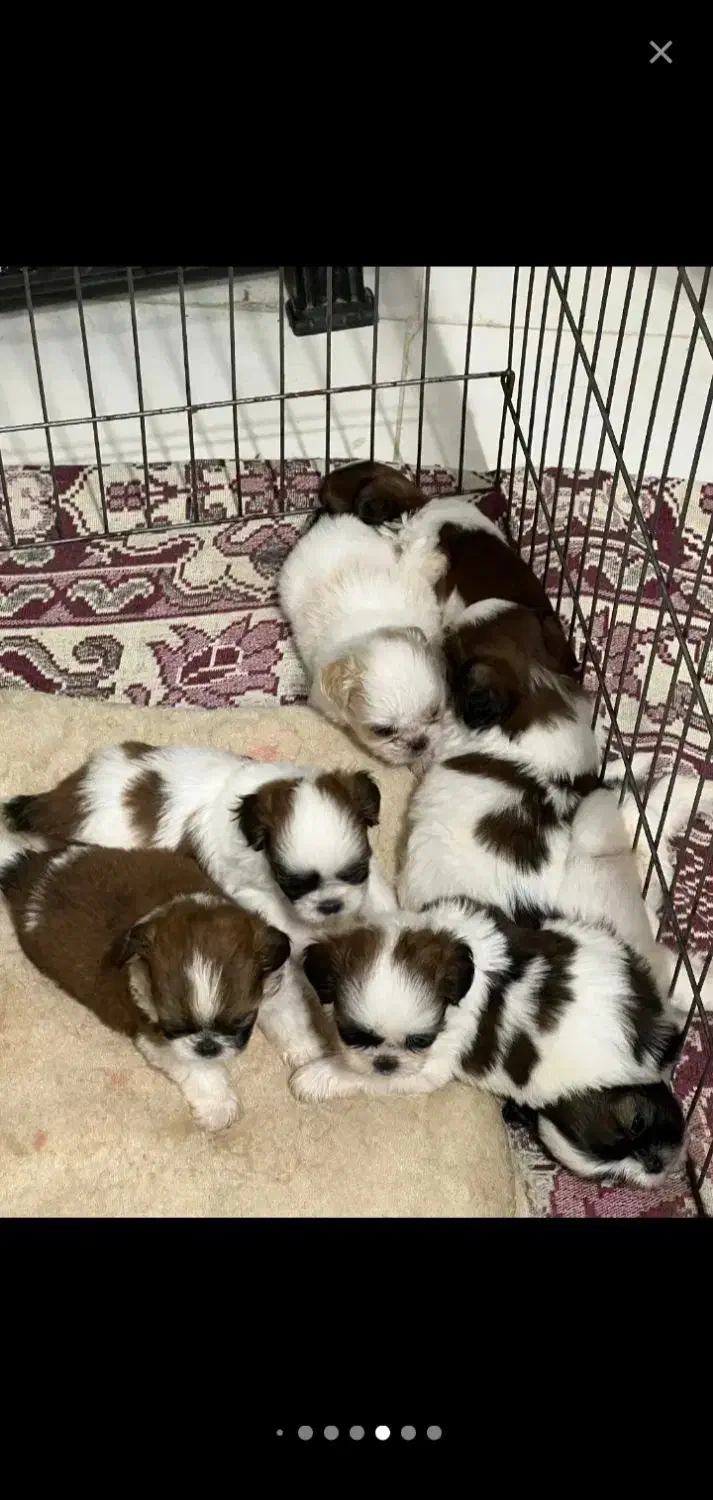 سگ شیتزو فلت اصل ۲ تومن معاوضه با عروس هلندی|سگ|زنجان, |دیوار